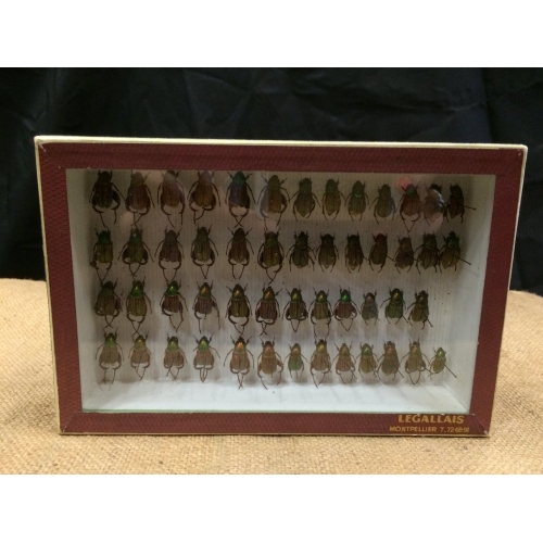 Cadre insectes taxidermie
