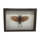 Cadre insectes taxidermie