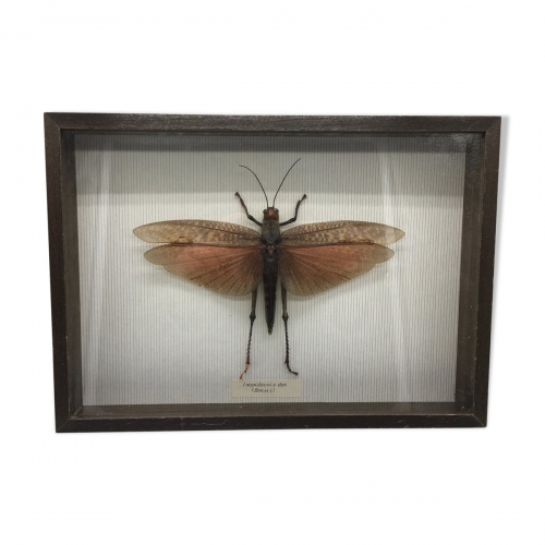 Cadre insectes taxidermie